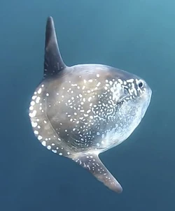 Hoodwinker Sunfish Animal Database Fandom