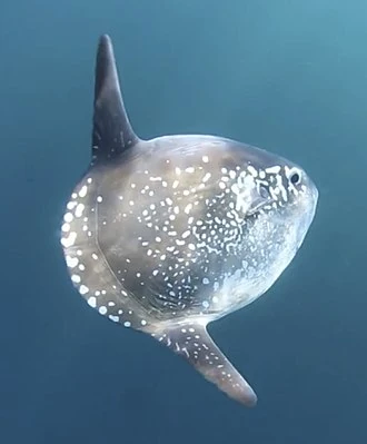 Hoodwinker Sunfish | Animal Database | Fandom