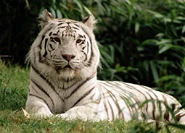 White-bengal-tiger.jpeg (61 KB)