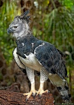 An adult Harpy Eagle, Harpia - National Geographic