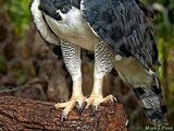 Harpy Eagle