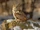 Eurasian Eagle-owl