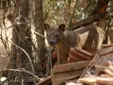 Fossa