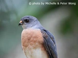 Chinese Sparrowhawk