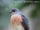 Chinese Sparrowhawk