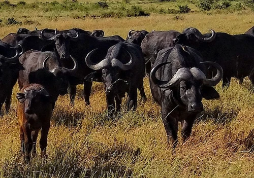 Cape Buffalo herd in Masai Mara, Kenya