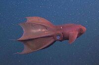 Vampire Squid