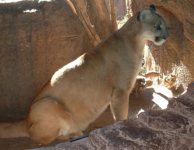 Hecho para recordar vía Oficiales Puma | Animals Wiki | Fandom
