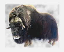 Musk Ox