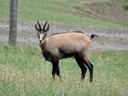 Chamois, NatureRules1 Wiki