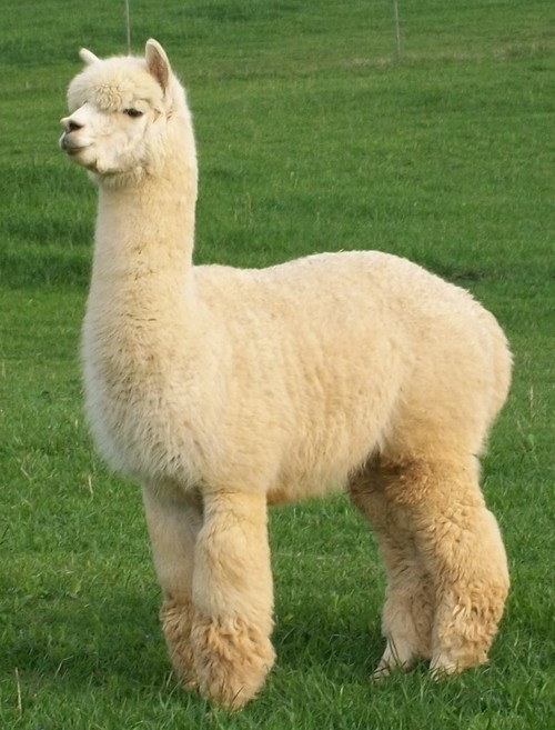 Alpaca, Animals Wiki