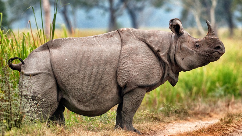 Javan Rhinoceros | Animals Wiki | Fandom