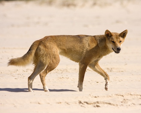 Dingo - Wikipedia