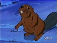 North American Beaver