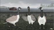 HBO Animals Geese