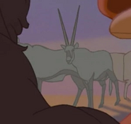 Gemsbok