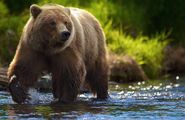 Brown-bear-hd-wallpaper-850x550