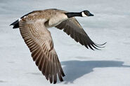 Canada-Goose-Szmurlo