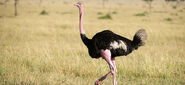 Ostrich-in-kidepo-valley-ugandasafari