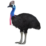 Southern Cassowary