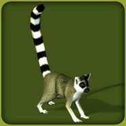 Ring-Tailed Lemur (Blue Fang)