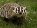 American Badger