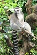 Ring-Tailed Lemur | Animals Wiki | Fandom