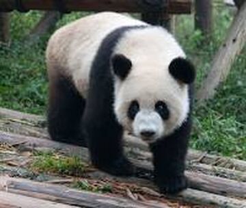Oso Panda, Wiki Reino Animalia, Fandom