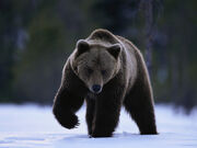 Free Grizzly Bear Pictures
