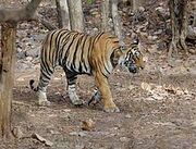 220px-Ranthambore Tiger