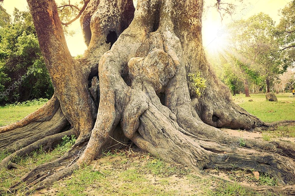 Очень толстой дерево. Красивое дерево с большими корнями. Дерево с толстым корнем. Огромные древние корни деревьев.