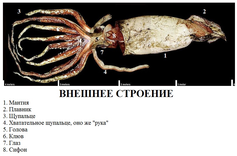 Что находится внутри организма кальмара