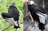 Andean Condor