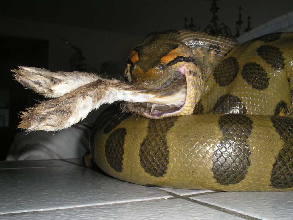 Anacondas Eating Prey