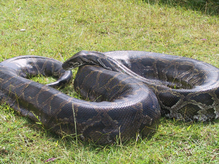 Python (genus) - Wikipedia