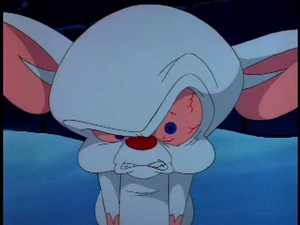 The Brain has a very bad temper