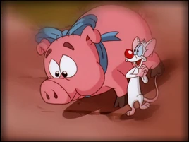 Pigstruck Song Cover