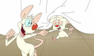 Pinky and Brain Table Cloth