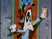 Wakko's scared face