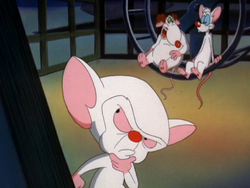 Episode 28 (PATB): Pinky and the Brain And Larry/Where the Deer and the  Mousealopes Play, Animaniacs Wiki