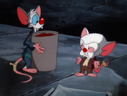 The mice on the street