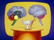 Pinky_And_The_Brain_-_S01E03_-Part_3-3-_-Brainstem-