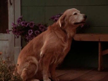 Shadow (Homeward Bound) | Animated Animals Wiki | Fandom