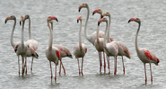 Greater Flamingo