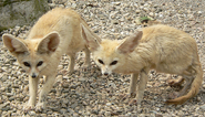 Twin Fennec Foxes