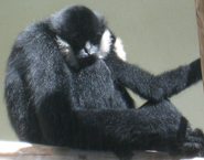 Crested Gibbon