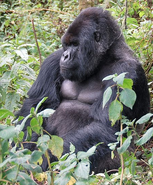 Mountain Gorilla