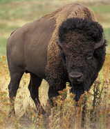 American Bison