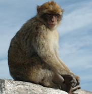 Barbary Ape