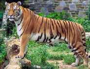 Bengal Tiger